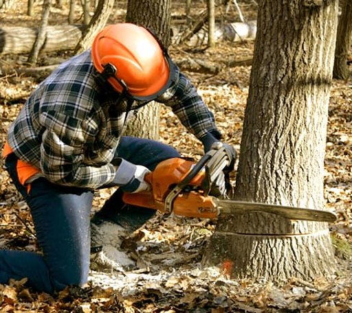 Tree Removal in Hemlock, MI